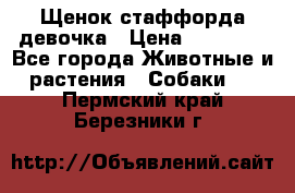 Щенок стаффорда девочка › Цена ­ 20 000 - Все города Животные и растения » Собаки   . Пермский край,Березники г.